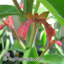 Image result for Monothecium