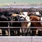 Fat Cattle Sale