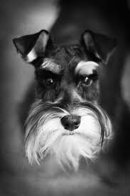 Black And White Miniature Schnauzer Ivey In Black White Schnauzer Schnauzer Miniature Schnauzer Mini Schnauzer