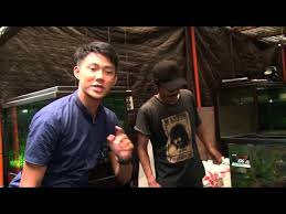 Bila anda ada di kantor, dengan ruangan sejuk, penggunaan kipas bisa dianggap cukup untuk aquarium aquascape anda. Toko Aquascape Jakarta Barat Aquatic Videos