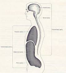 Areas of the human body defined by the landmarks provided by evident structures that are easily here's a human body diagram that provides you with an overview Physiological Psychology