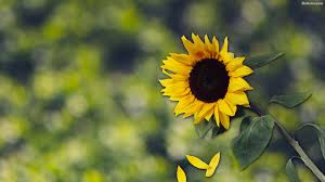 Sunflower Wallpapers Full Hd Green Dslr Background 144748 Hd Wallpaper Backgrounds Download 3840 x 2160 4k (ultra hd)9641. sunflower wallpapers full hd green