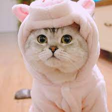 Hello Redditor Say Hi To My Royal Canin Piggybank Music Indieartist Chicago Cute Baby Cats Cute Cat Wallpaper Kittens Cutest