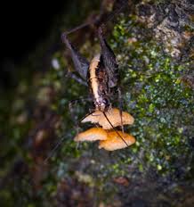 Image result for Pleiotaxis pulcherrima