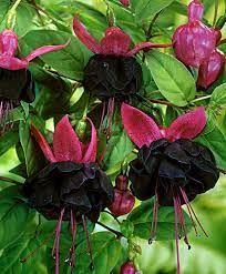 Fuchsia Millenium Fuchsia Flowers Fuchsia Flower Unusual Flowers