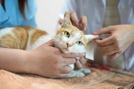 It does not prevent unnecessary trapping. What To Understand About Neurological Disorders In Cats