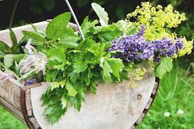 The Most Profitable Crops You Can Grow On A Small Farm Small Farm Shade Tolerant Plants Backyard Aquaponics