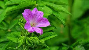 Image result for Pelargonium graveolens