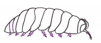 Simple Bug Drawing Drawing Skill