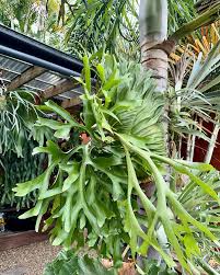 Image result for Artabotrys stolzii