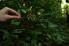 Image result for Funtumia africana