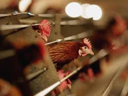 H5n1 is a type of virus which is highly infectious in birds, and causes avian influenza or bird flu. India Reports Bird Flu Cases In Three Separate Locations The Independent The Independent