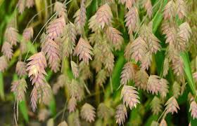 Image result for Chasmanthium latifolium