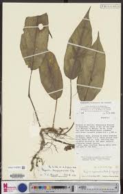 Image result for Begonia longipetiolata