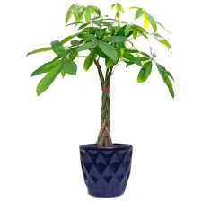 Maybe you would like to learn more about one of these? Buy The Bonsai Plants Braided Pachira Bonsai Money Tree With Ceramic Pot Online At Low Prices In India Amazon In