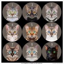 A Visual Guide To Bengal Cat Colors Patterns Cat Colors Bengal Kitten Bengal Cat