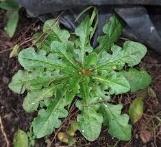 Image result for Hypochaeris