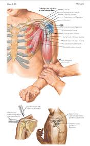 Image result for Subacromial Space Injection