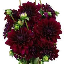 Burgundy Berry Dahlia Flower Fiftyflowers Com Wholesale Flowers Buying Wholesale Flowers Burgundy Dahlia
