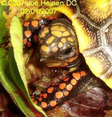 Redfoot Tortoise Diet