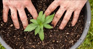 Marihuana (umgangssprachlich auch gras, weed, pot, ganja oder mary jane) bezeichnet die getrockneten, harzhaltigen blüten und die blütennahen, kleinen blätter der weiblichen hanfpflanze (cannabis). Das Umtopfen Einer Marihuana Pflanze Weedseedshop