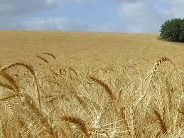 It first appeared on his fourth studio album, ten summoner's tales (1993). Fields Of Gold Lyrics Eva Cassidy Youtube