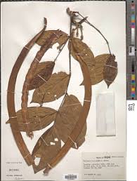 Image result for Markhamia tomentosa