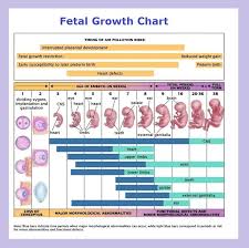 Fetus Definition Science