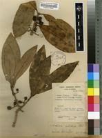 Image result for Chionanthus niloticus