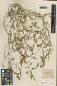 Image result for Kotschya capitulifera