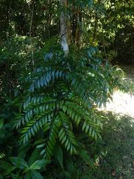 Image result for Meiostemon tetrandrus