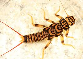 Image result for Perlidae