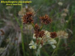Image result for Rhynchospora brevirostris