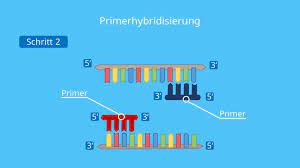 Detection of the amplification products can be achieved using several methods. Polymerase Kettenreaktion Pcr Ablauf Und Anwendung Mit Video