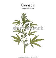 Image result for Cannabis sativa