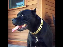 We have not did a breeding with phantom in the last year but we plan on doing at least one more with him in the near future. Black Pitbull Prague Youtube