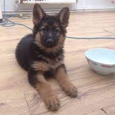 German shepherd puppies price range. German Shepherd Puppies Free Good Home Online Shopping Mall Find The Best Prices And Places To Buy