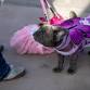 Dogtoberfest