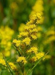Scottish Wildlife Blog Canadensis Plants Wildlife