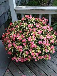 Variegated Sun Patient In 12 Inch Pot Full Sun All Day Garden Planning Vegetable Garden Design Garden Design