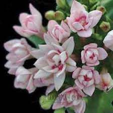 Bouvardia Flower History Best Flower Wallpaper