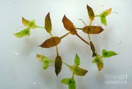 Image result for Lemna trisulca