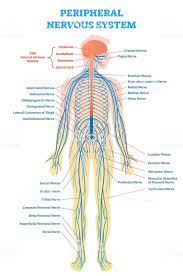 Part of the central nervous system found in the skull. Peripheral Nervous System Medical Vector Illustration Diagram With Peripheral Nervous System Human Nervous System Nervous System