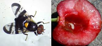 Mouche De La Cerise Vers Prevention Et Traitement