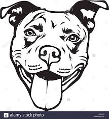 Learn how to draw pitbull dog pictures using these outlines or print just for coloring. Pit Bull Head Drawing
