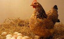 Ayam potong yang biasa kita sebut sebagai ayam pedaging ( broiler ) adalah ayam ras yang memiliki pertumbuhan sangat cepat di banding dengan ayam kampung. 10 Cara Mengobati Ayam Sakit Dan Jenis Penyakitnya Arenahewan Com