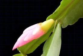 How fast do prickly pear cactus grow? How To Grow A Christmas Cactus From A Broken Piece Christmas Cactus Cactus Flower Christmas Cactus Plant