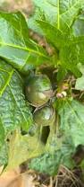 Image result for Solanum macrocarpon