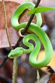 Pin By X X On Snakes Pit Viper Snake Images Viper Snake