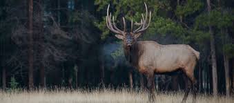 Big Game Hunt In North America Bookyourhunt Com